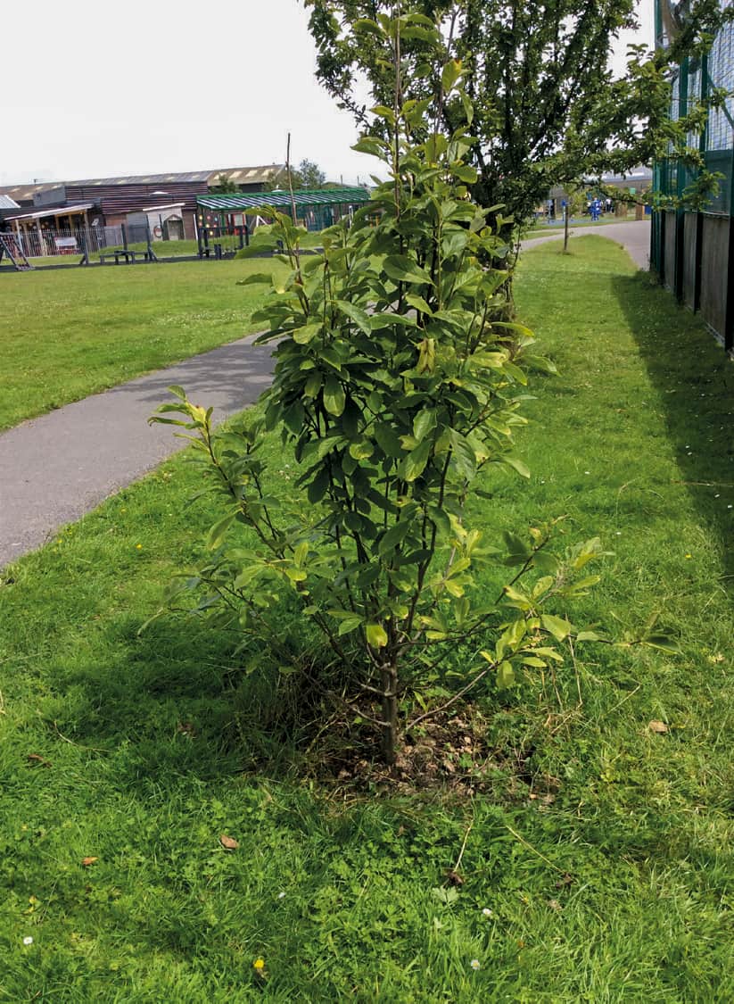 4. Magnolia soulangeana establishing well on the school grounds, Great Arley, 2022. (Photo: Great Arley School)