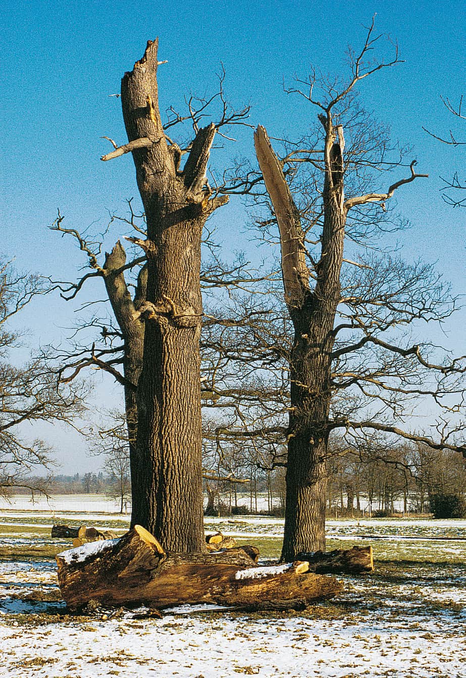 5. Dead standing oaks where Roy Finch did plunge cuts in limbs and Bill Cathcart’s team at Windsor then winched the limbs off to leave monoliths with reasonably natural-looking broken stub ends.