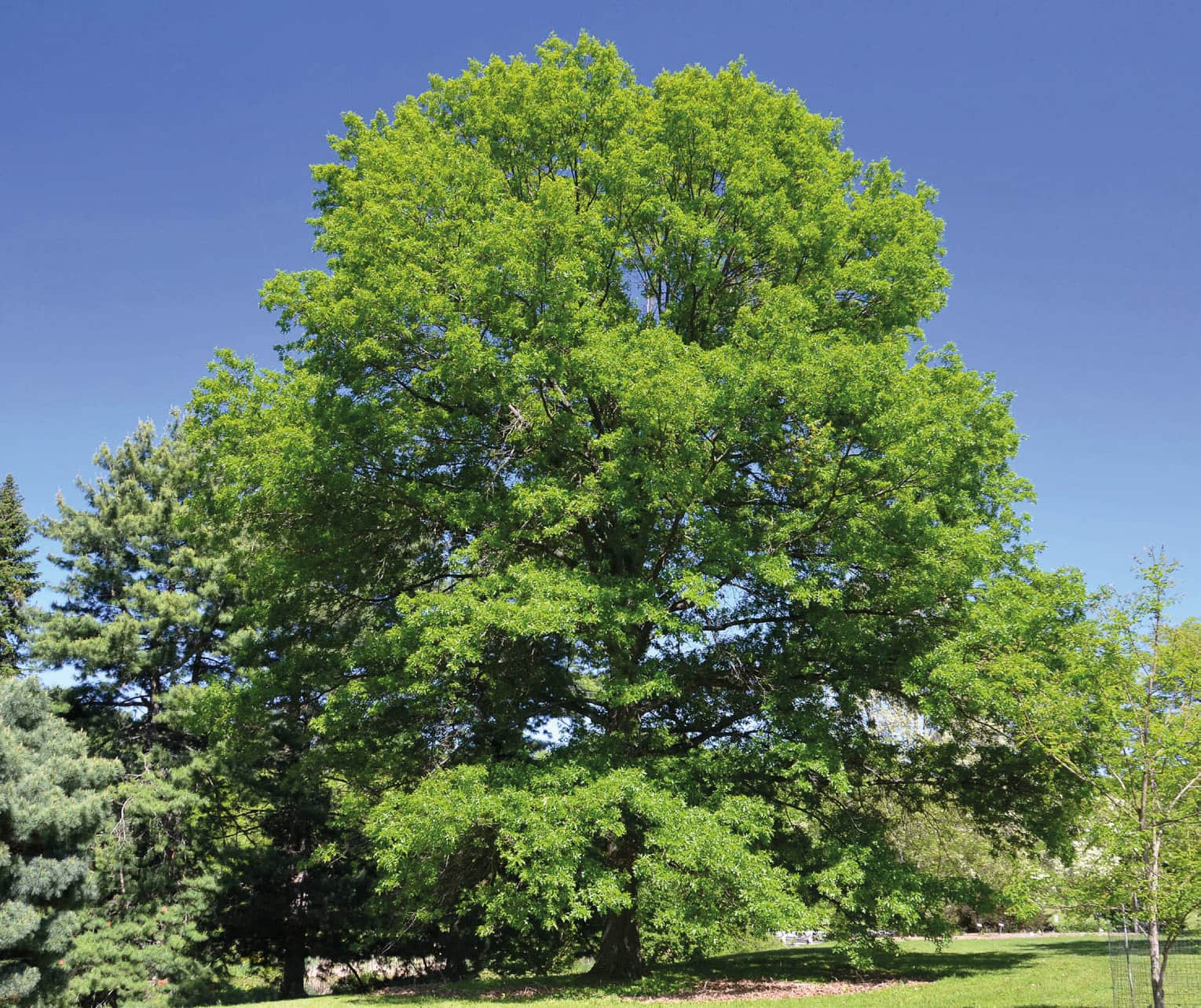 Older scarlet oak trees develop a rounded crown shape.
