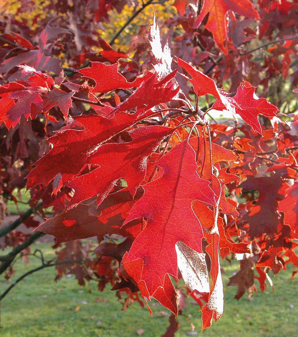 One of the main characteristics of the species is its fantastic autumn colours.