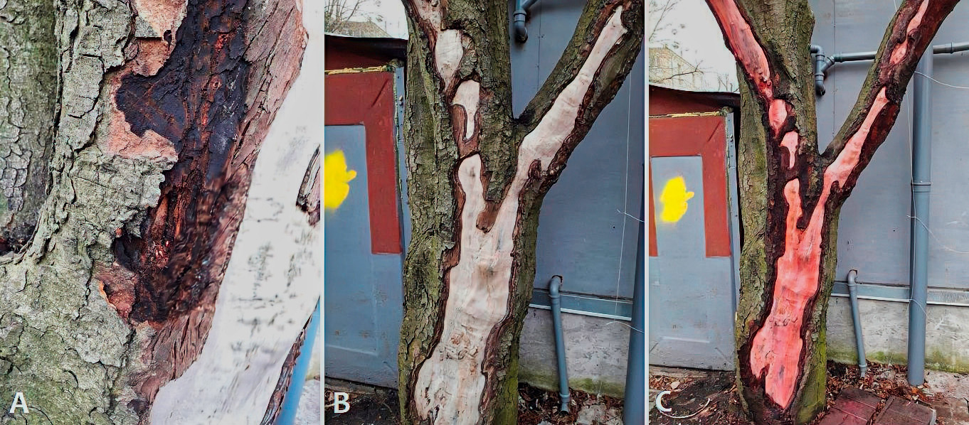 Figure 10: Fire damage to the stem of a mature tree – before (A), during (B) and after treatment (C).