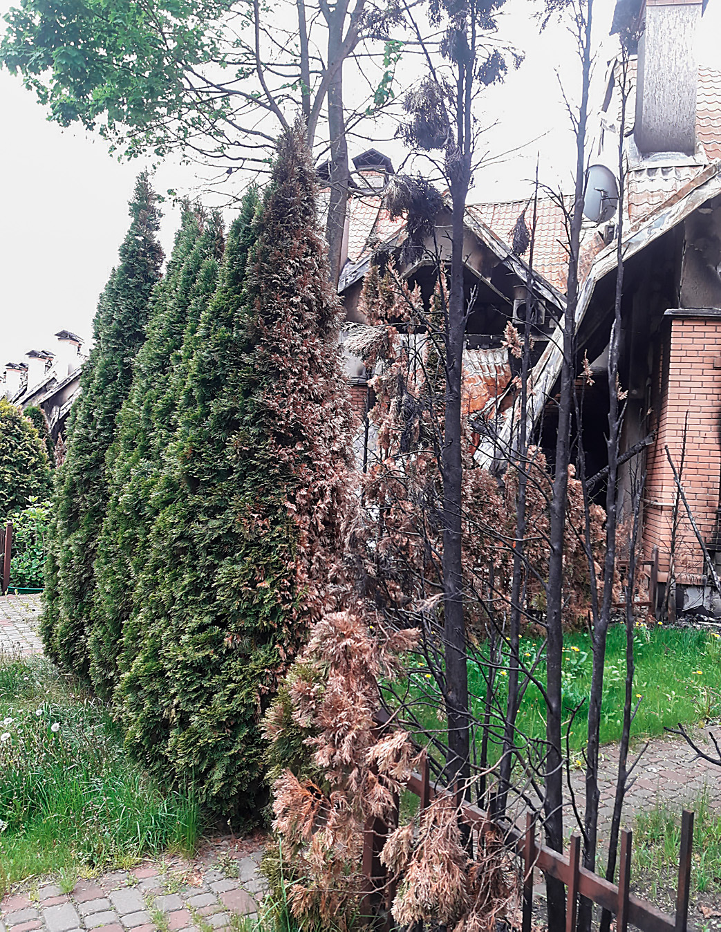 Figure 6: Line of conifers directly damaged by fire at a property in Ukraine.