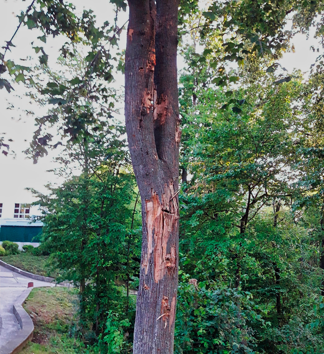 Figure 8: Shrapnel wounds to the stem of a maple – both glancing and penetrative blows, the latter causing metal fragments to lie within the tree’s tissues.