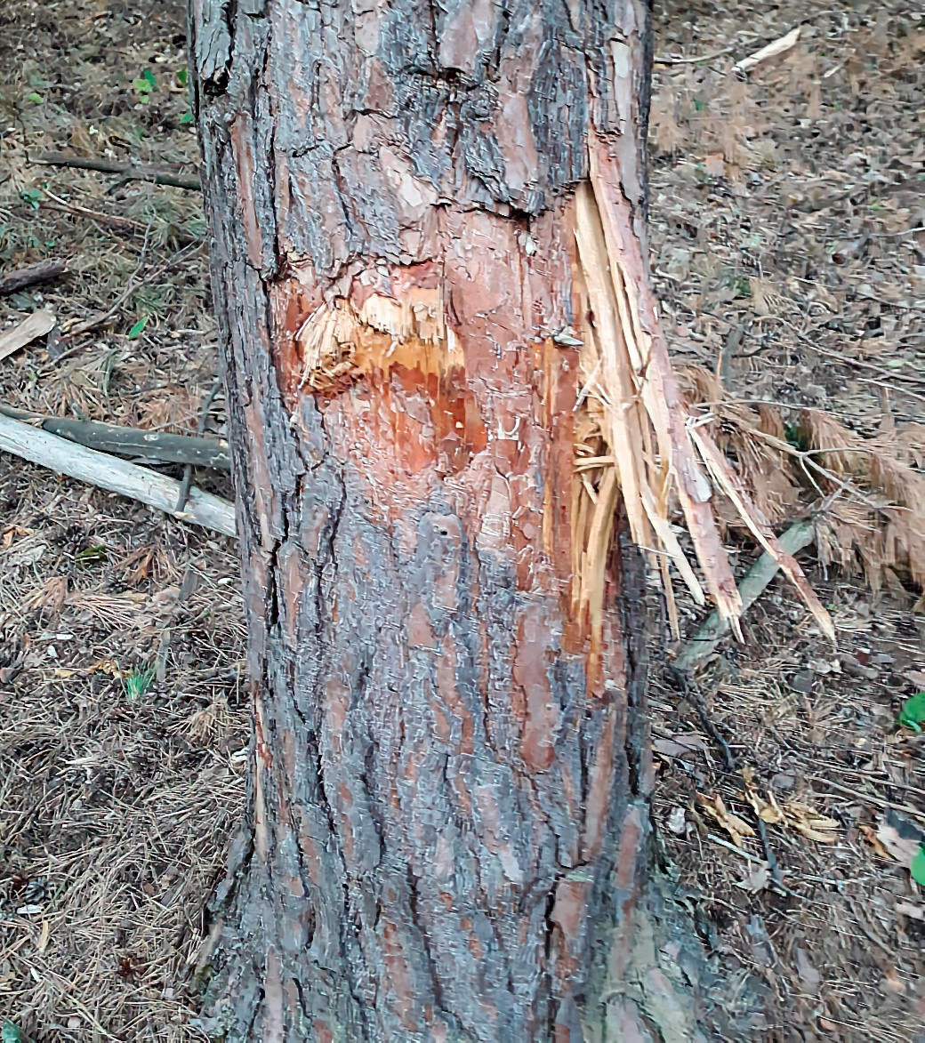 Figure 9: A projectile (probably a heavy machine-gun bullet) has passed through the stem of this pine tree, leaving an entrance and exit wound. 