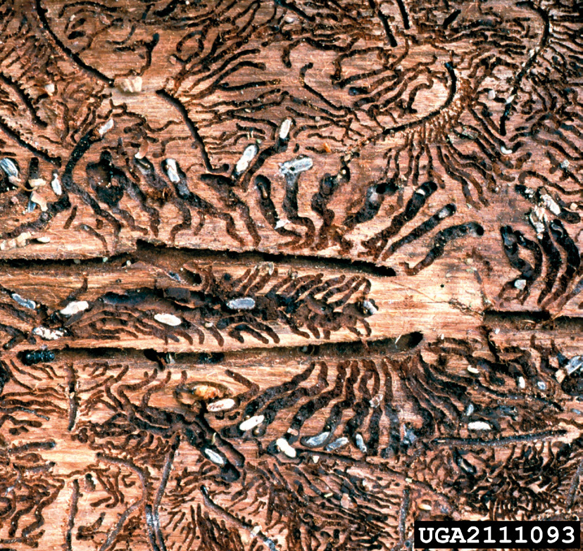 Galleries made by European spruce bark beetle.