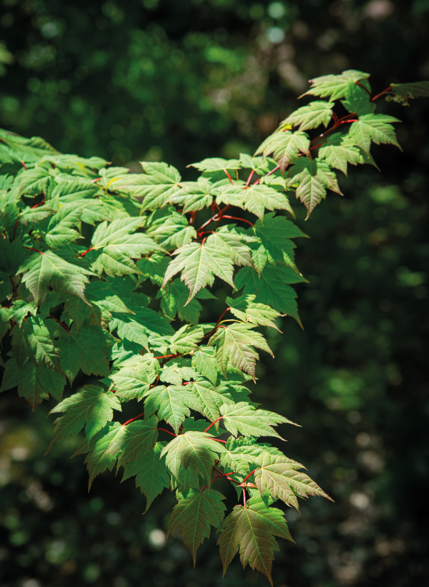 In summer the Tschonoski maple’s leaves are a beautiful green but the leaf stalks usually have a reddish colour, which creates a nice contrast.