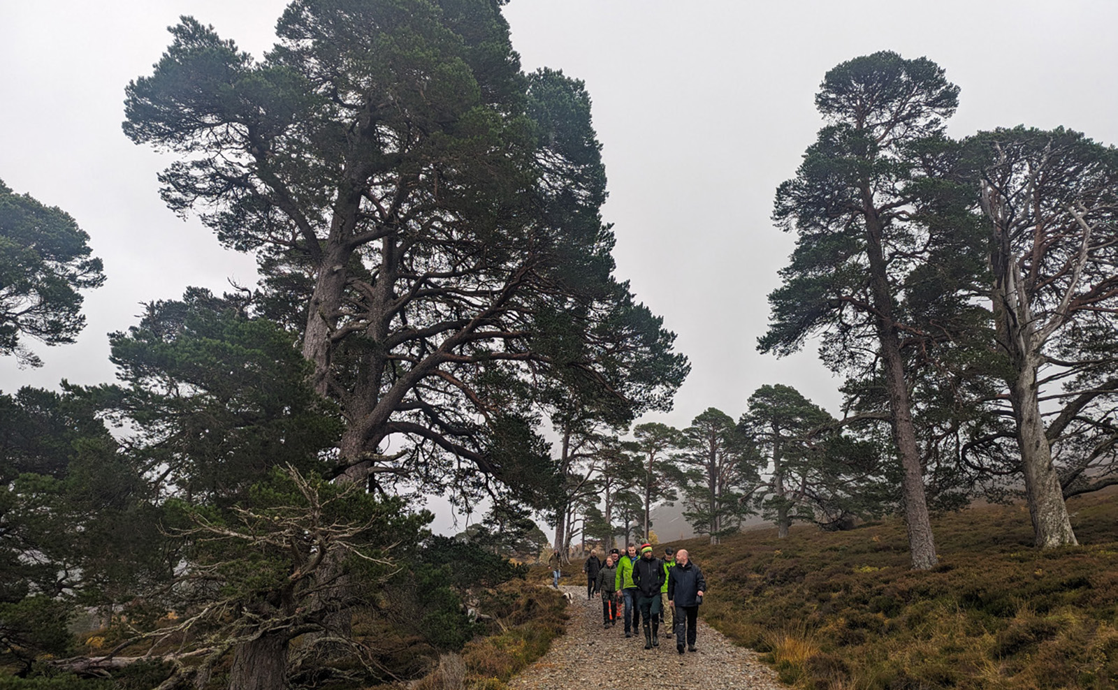 Walking amongst the pines on the Mar Lodge Estate.