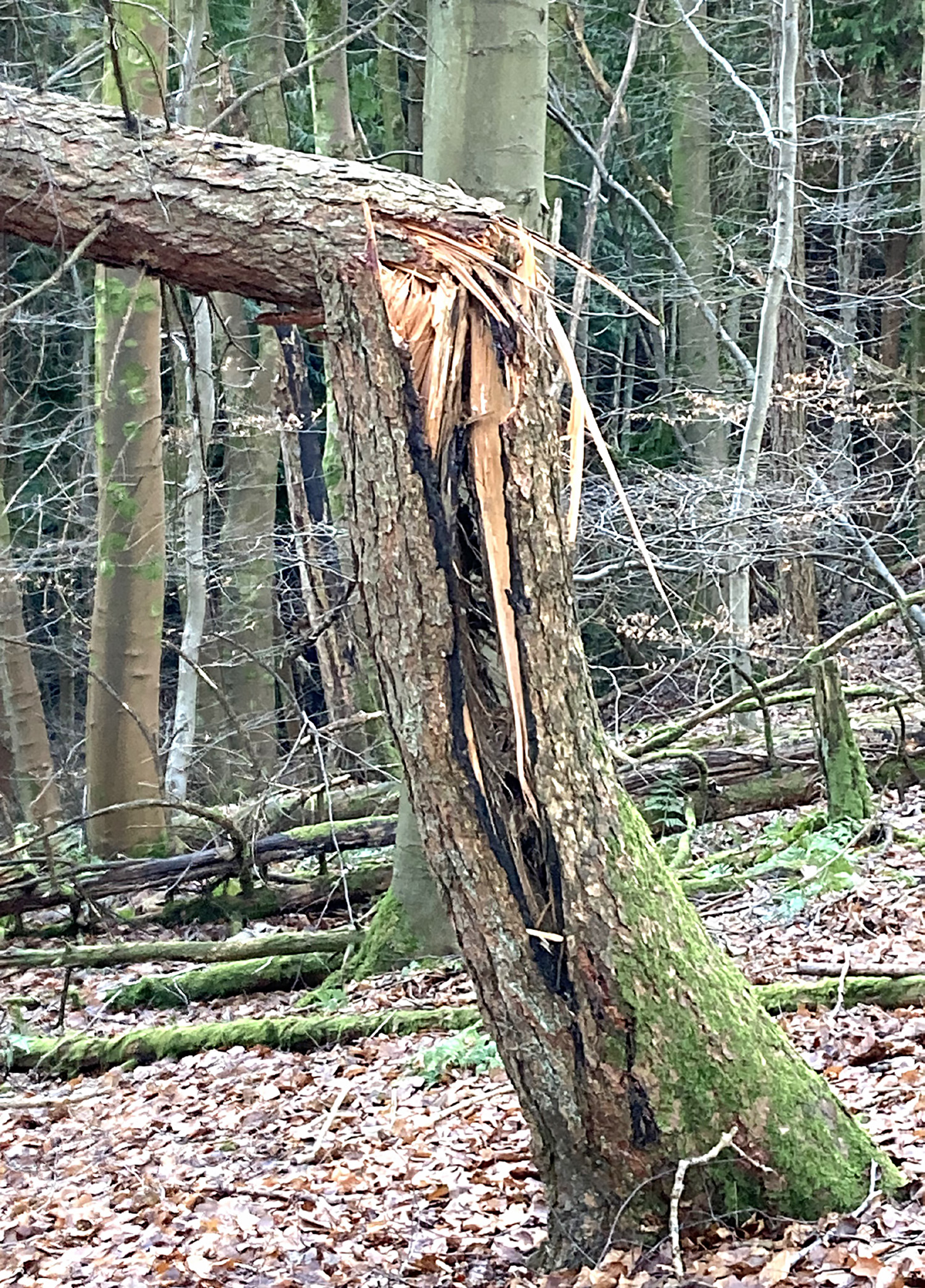 Buckled larch whip with pre-existing hazard beam. 