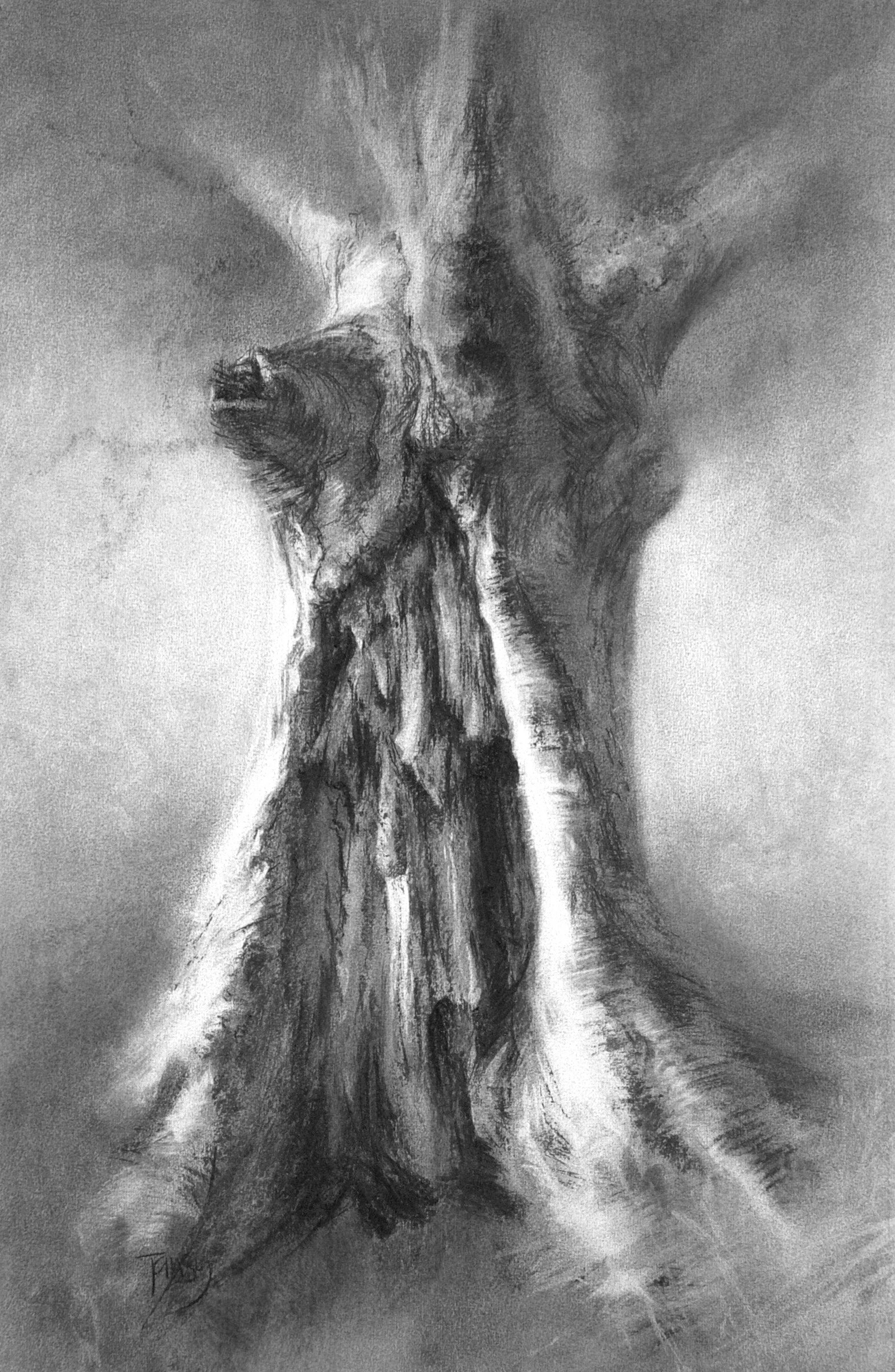 Calder hollow-hearted beech. Charcoal on paper.