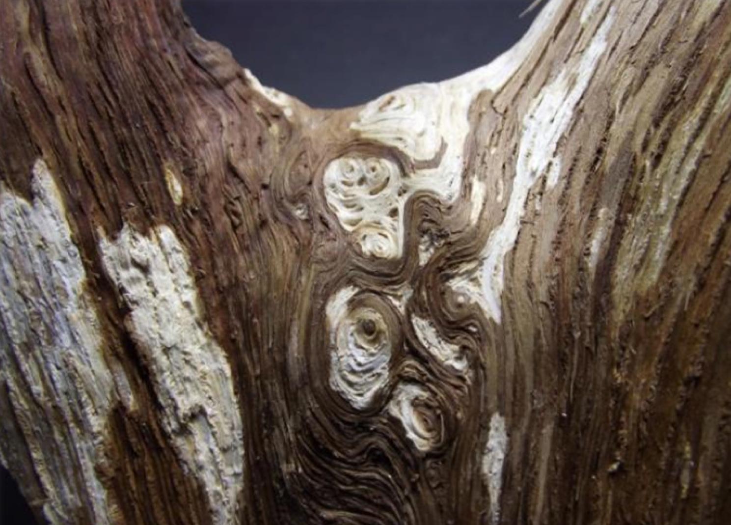 Whirled wood grain pattern forming an interlock between two limbs in a mature oak tree