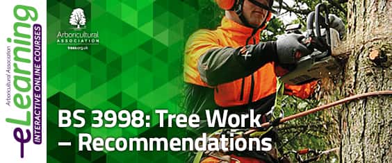 BS3998: 2010 Tree Work Recommendations