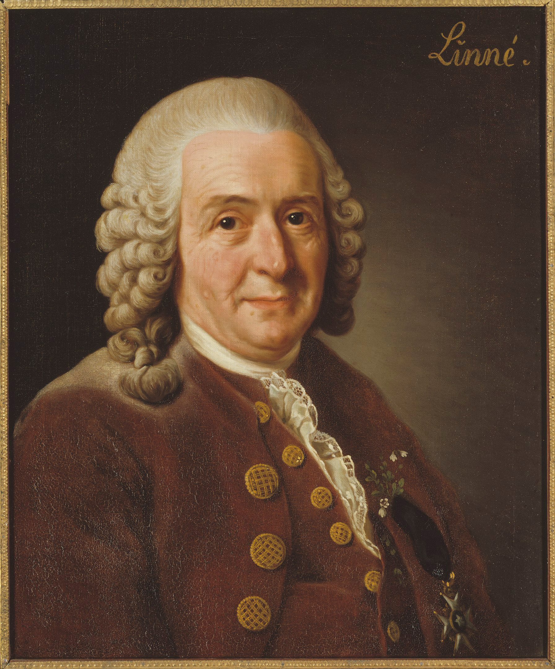 Figure 1: Carl Linnaeus, by Alexander Roslin, 1775 (oil on canvas, Gripsholm Castle).