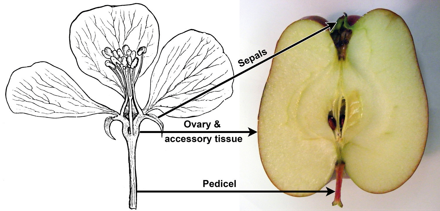 Figure 3: Structure of a pome, showing the corresponding parts of an apple flower and an apple fruit: sepals, the ovary and surrounding accessory tissue, and the pedicel (stalk). (Credits: Apple blossom (from Yearbook of USDA 1898, via ClipArt ETC, license); red delicious half (J. Smith, via Wikimedia Commons, CC BY-SA 3.0). Images modified from originals.)