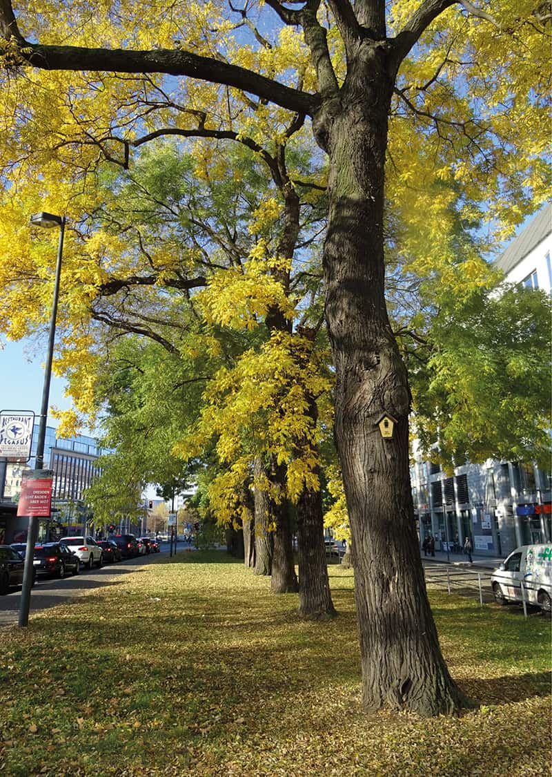 Styphnolobium japonicum used as a street tree in Dresden, Germany.