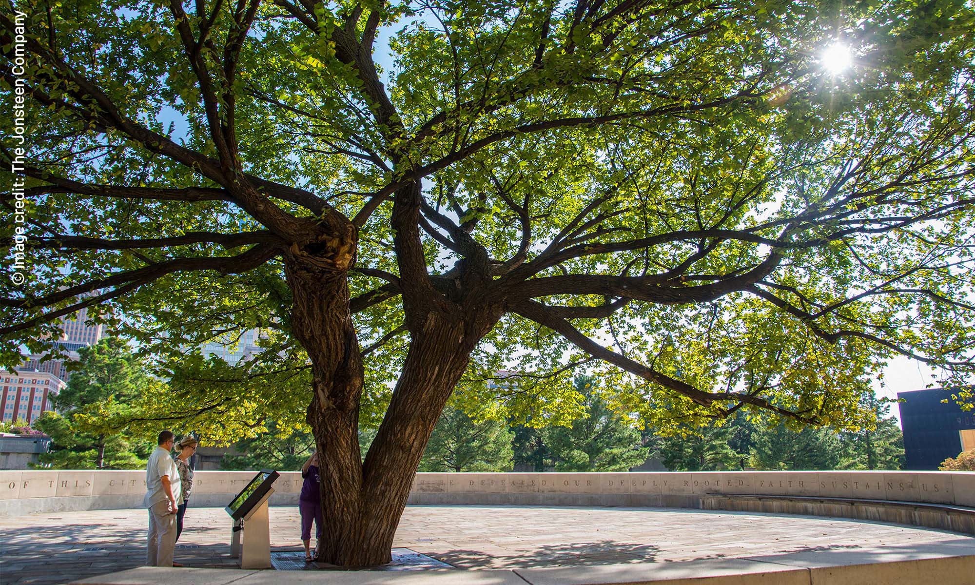 Survivor Tree