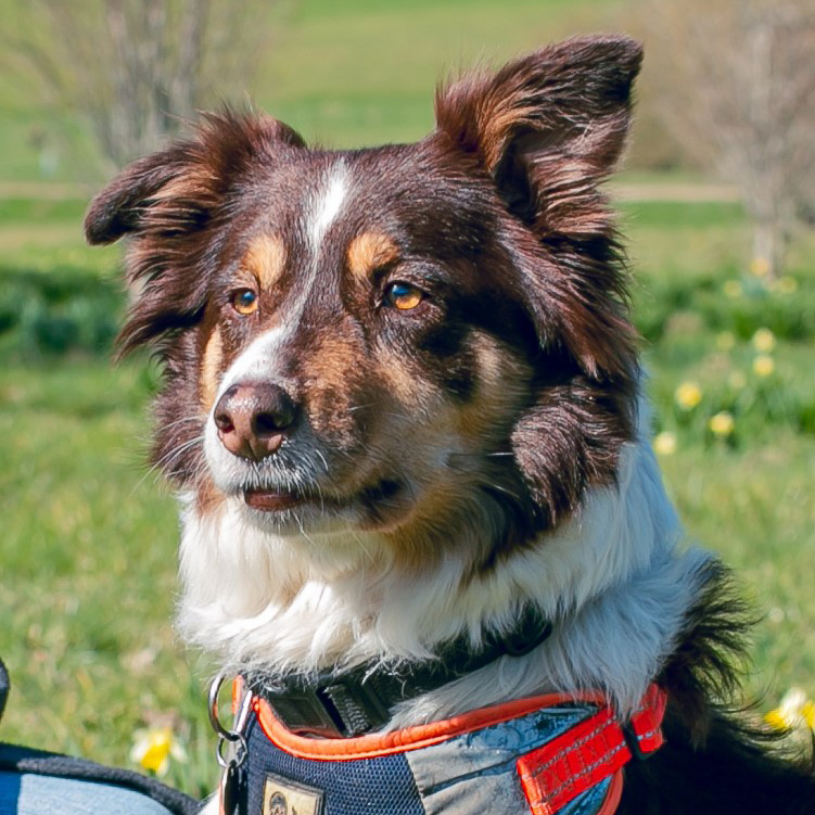 Sika
