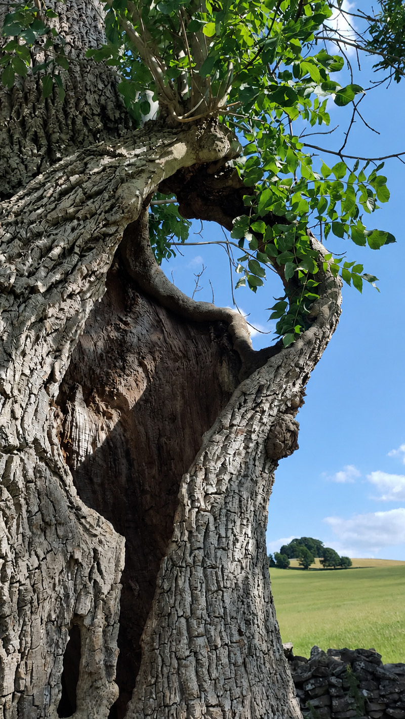 Hollowed tree at National Trust Sizergh