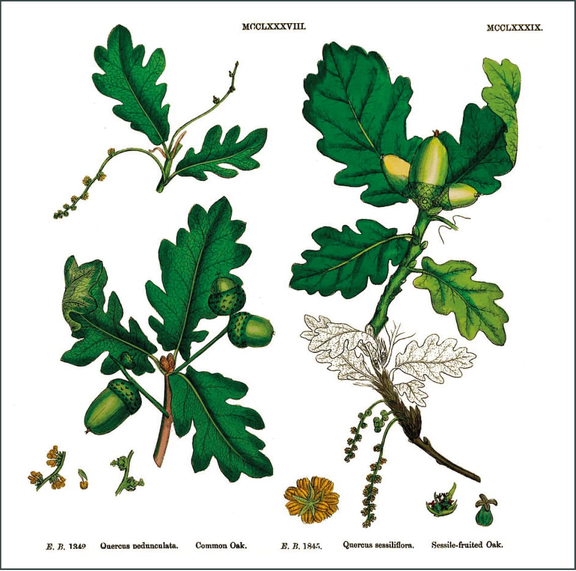 Figure 1: The pedunculate oak
