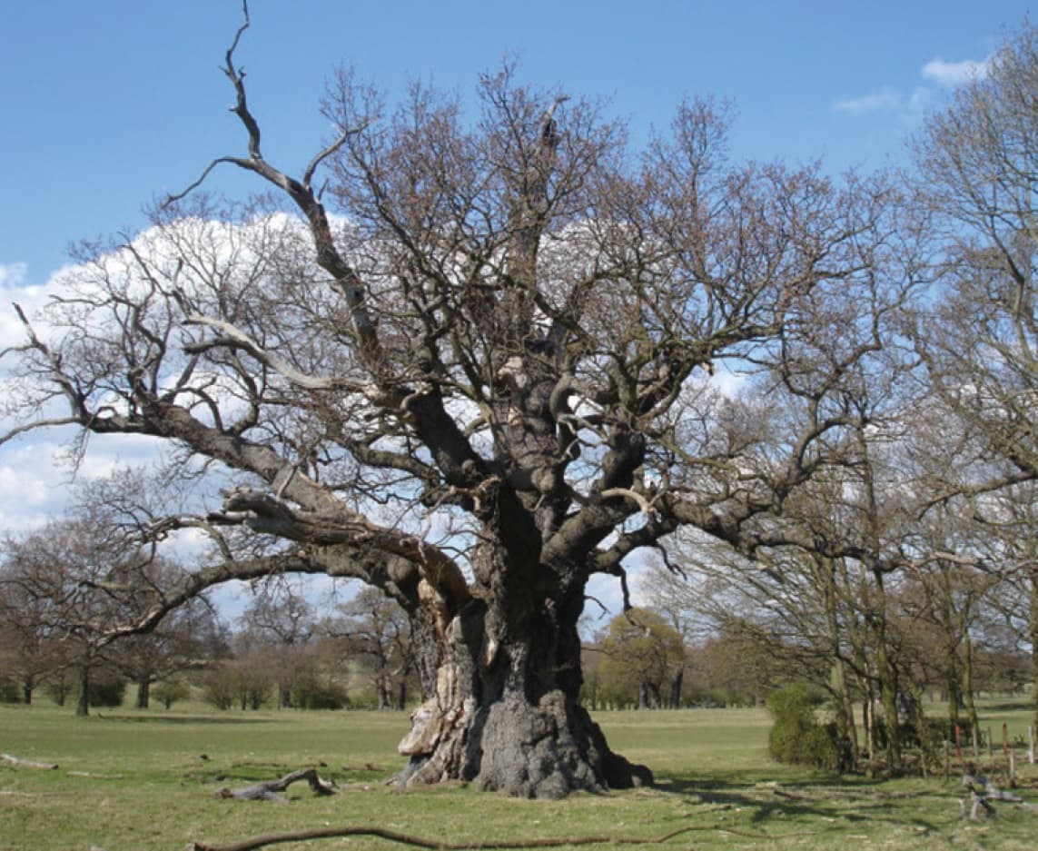 Figure 2: An ancient open-grown oak tree in Windsor Great Park