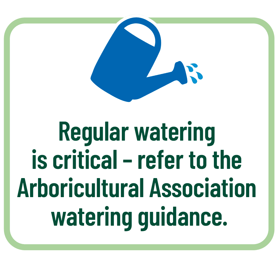 Regular Watering