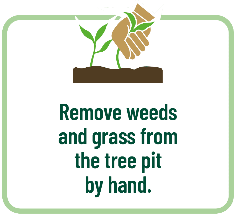 Remove weeds and grass