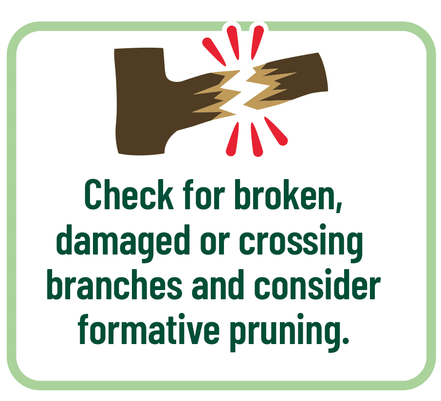 Check for broken or damaged branches