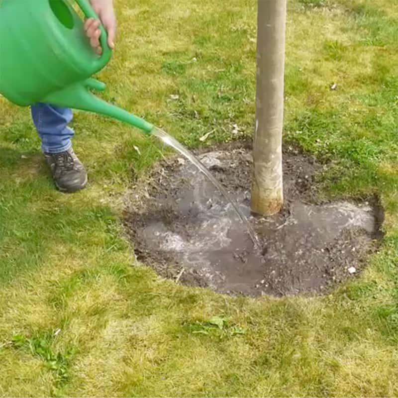 TiCL National Tree Watering Scheme