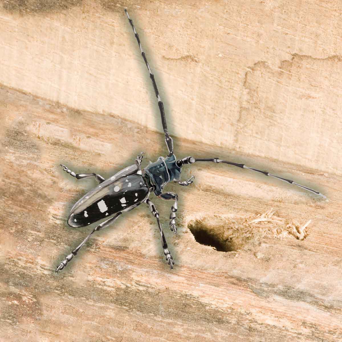 Asian Longhorn Beetle – Anoplophora glabripennis