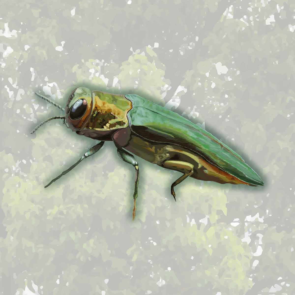 Emerald Ash Borer – Agrilus planipennis