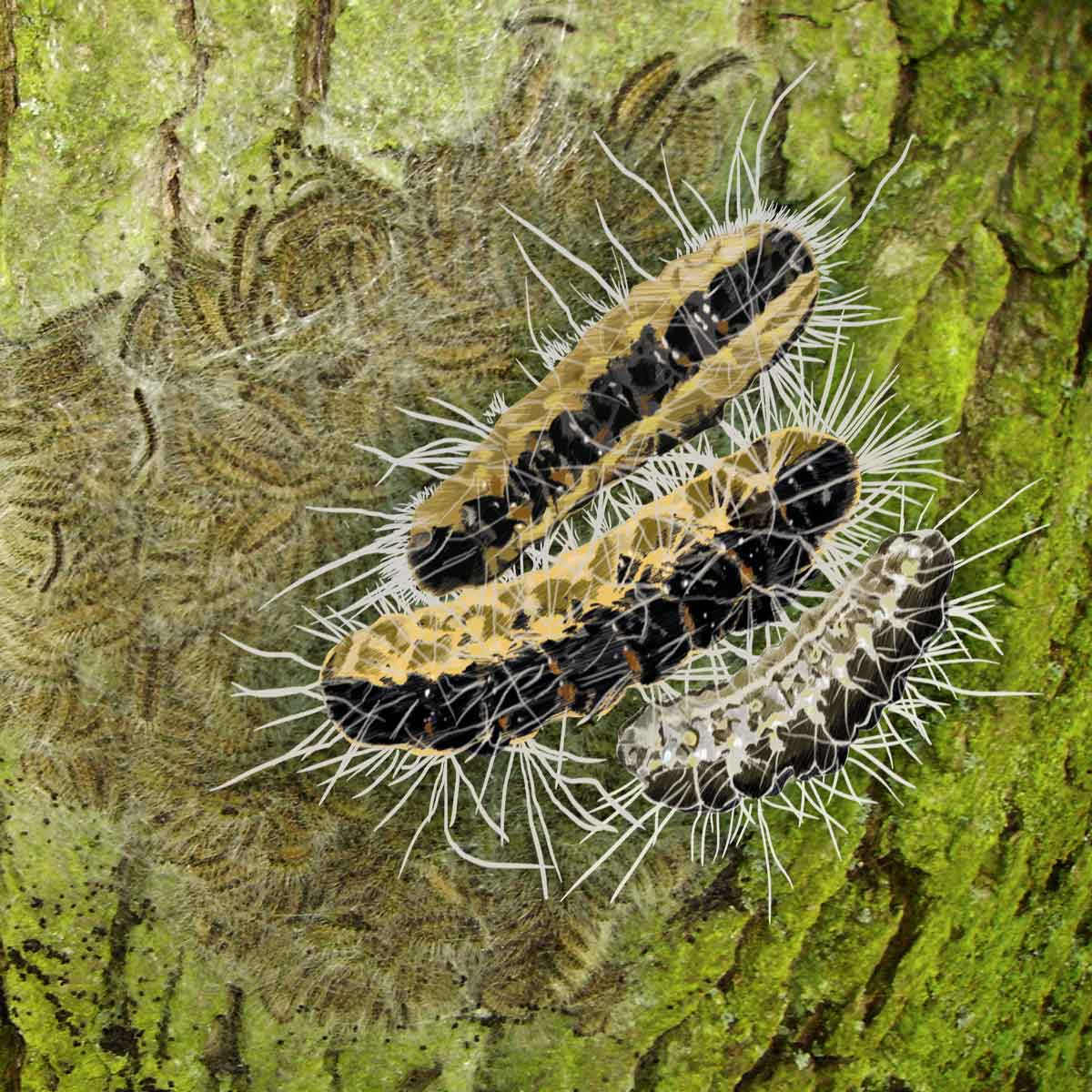 Oak Processionary Moth – Thaumetopoea processionea