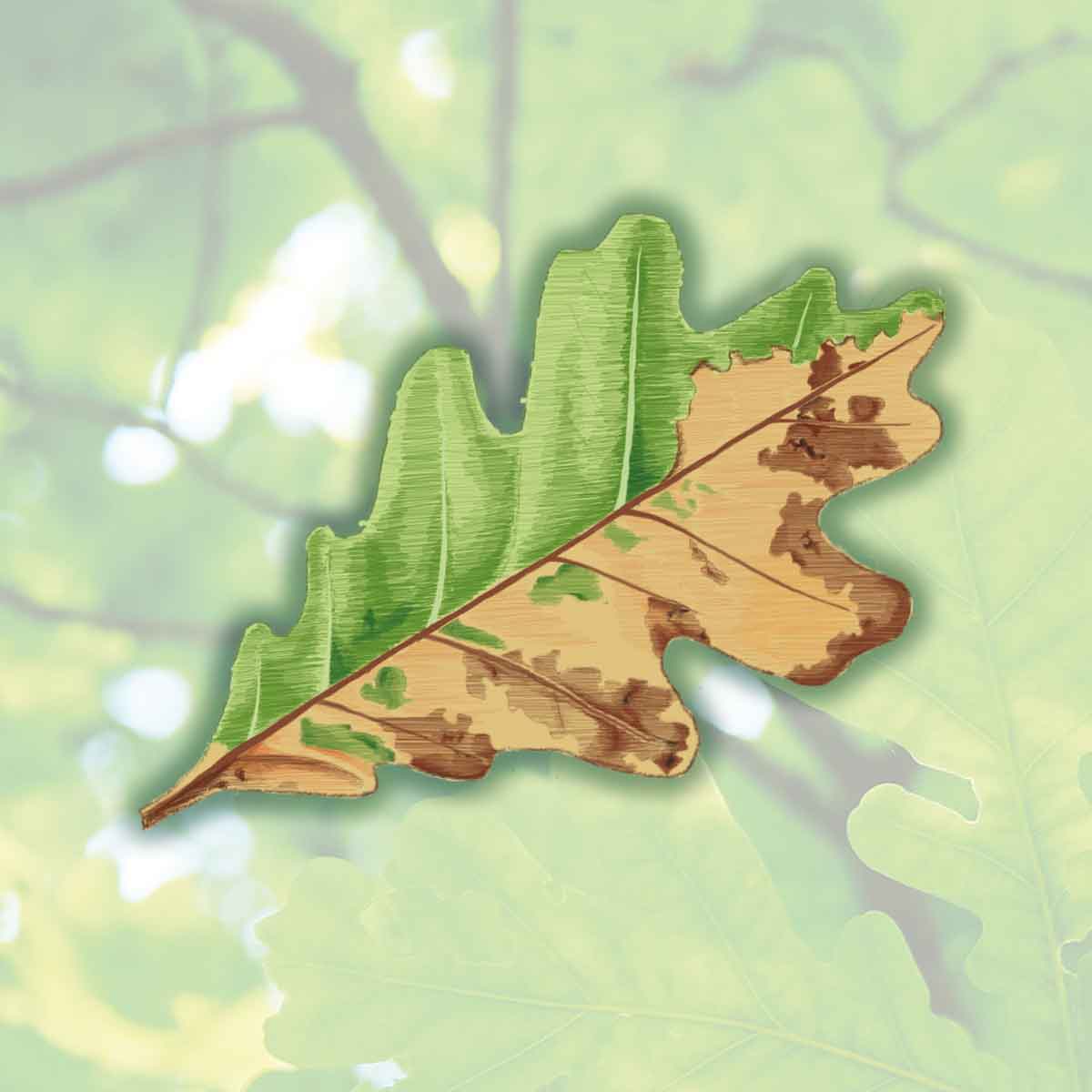 Oak Wilt – Ceratocystis fagacearum