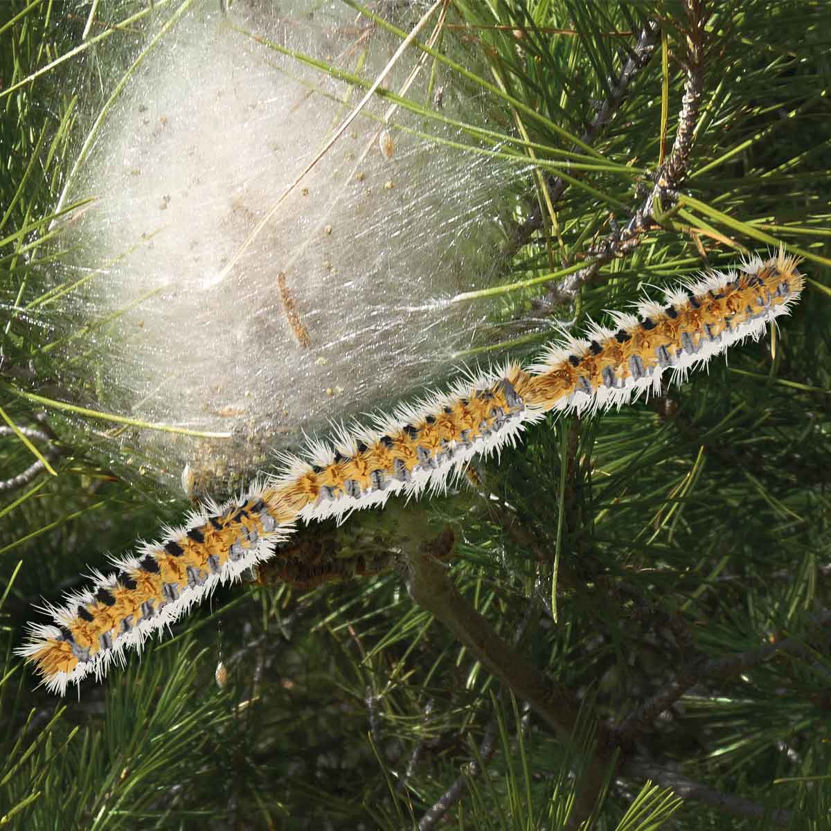 Pine Processionary Moth – Thaumetopoea pityocampa