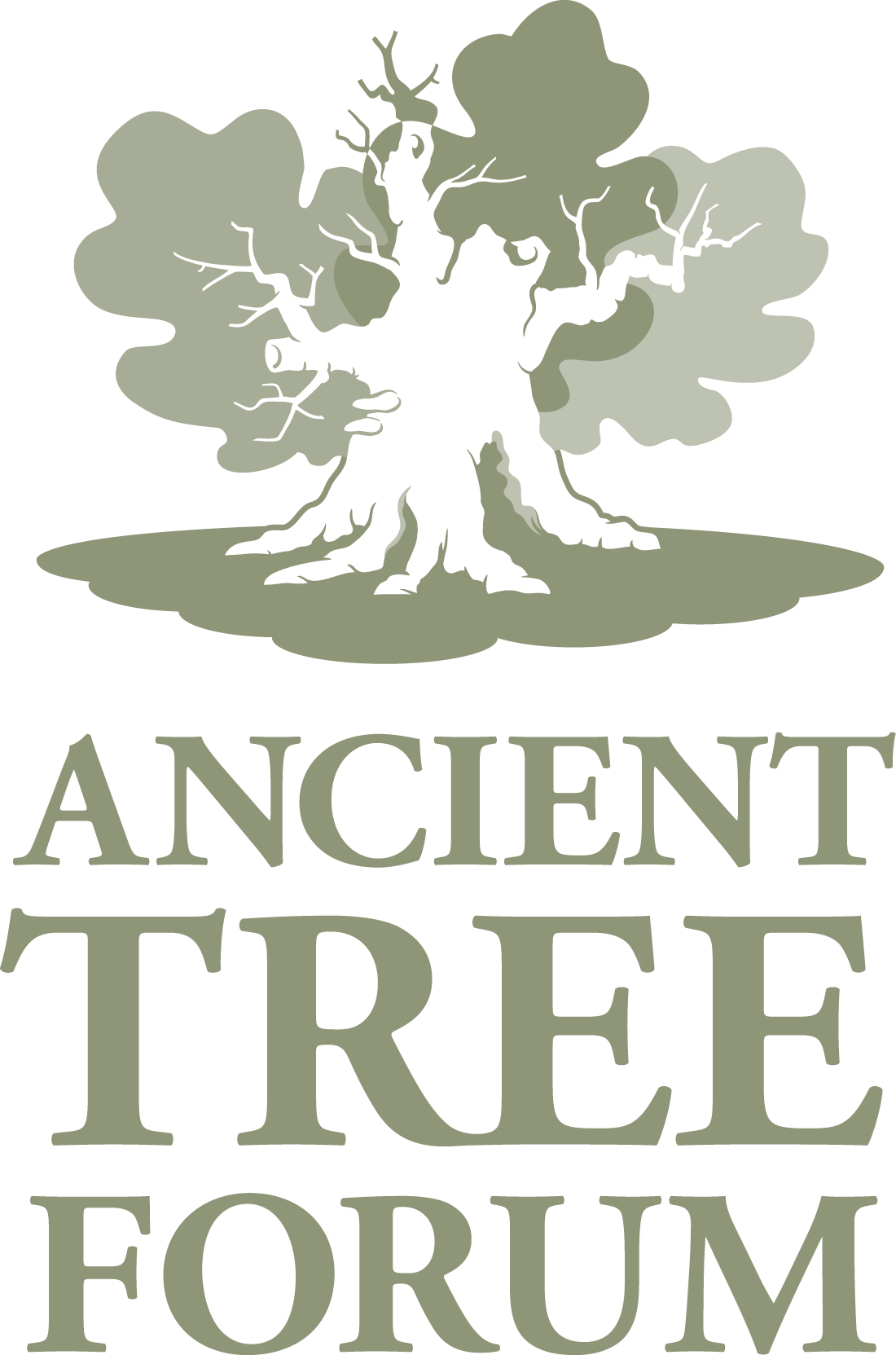 Ancient Tree Forum