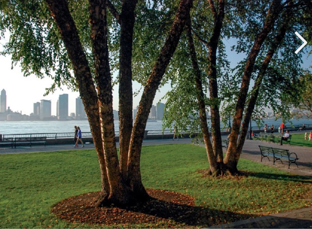 Black Birch with a parkland setting, urban forestry