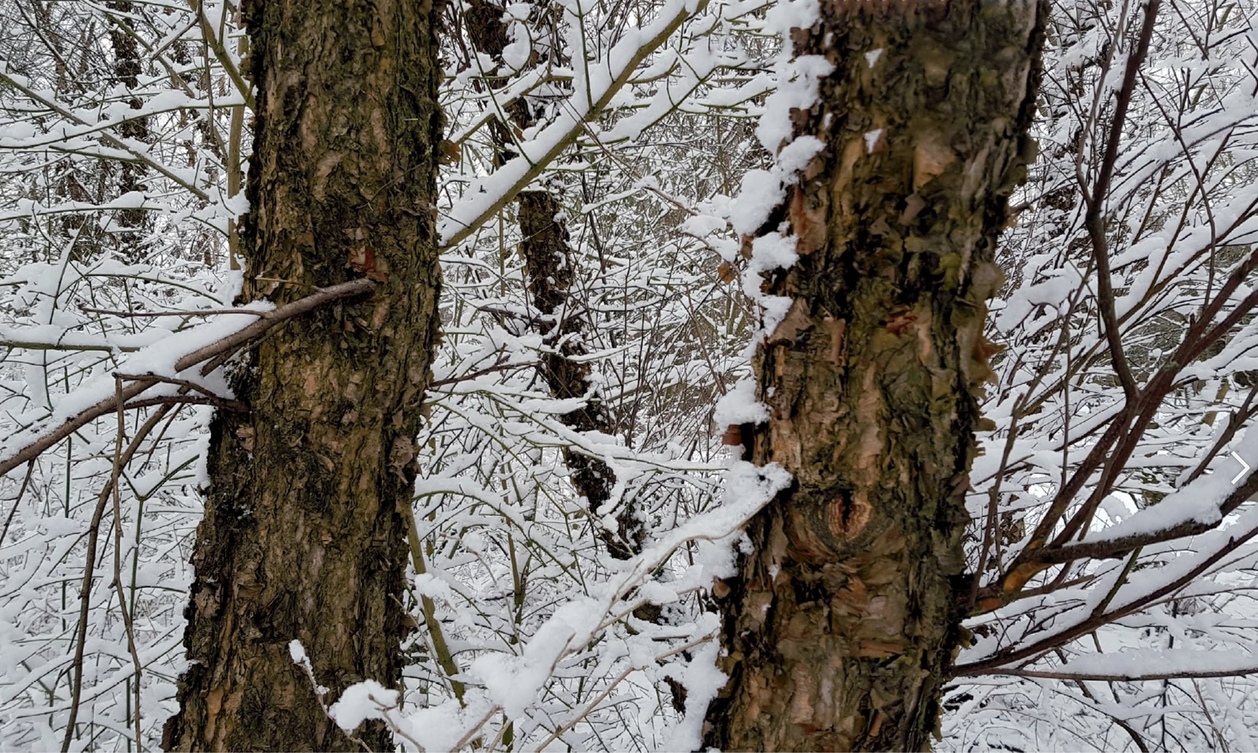 Black Birch in snow