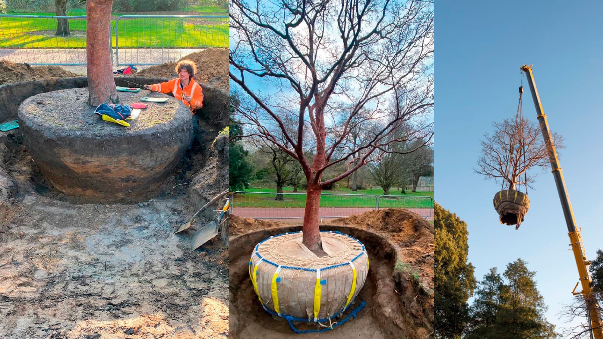 Staff at the Royal Botanic Garden Edinburgh have had to relocate a number of established trees and shrubs