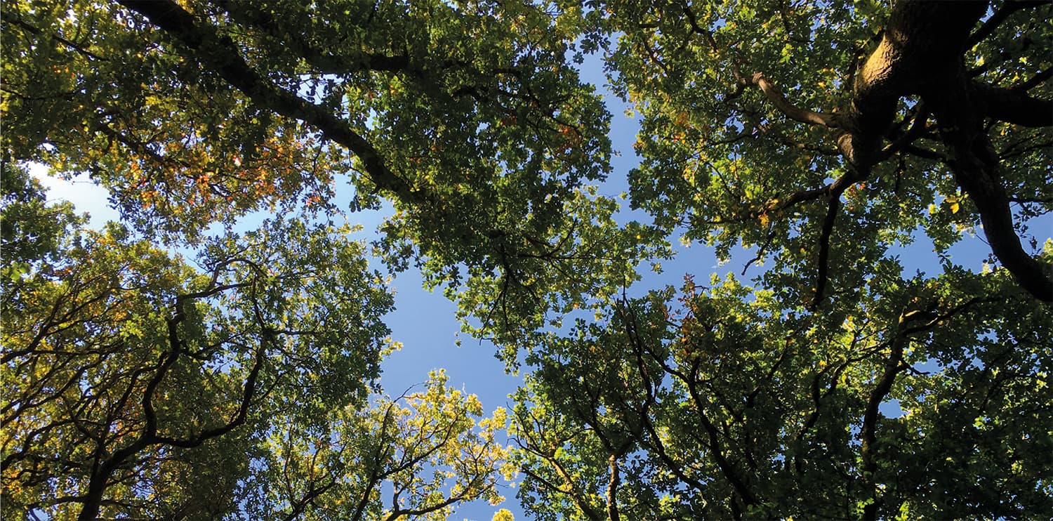 Canopy cover is the area of land covered by tree branches and leaves