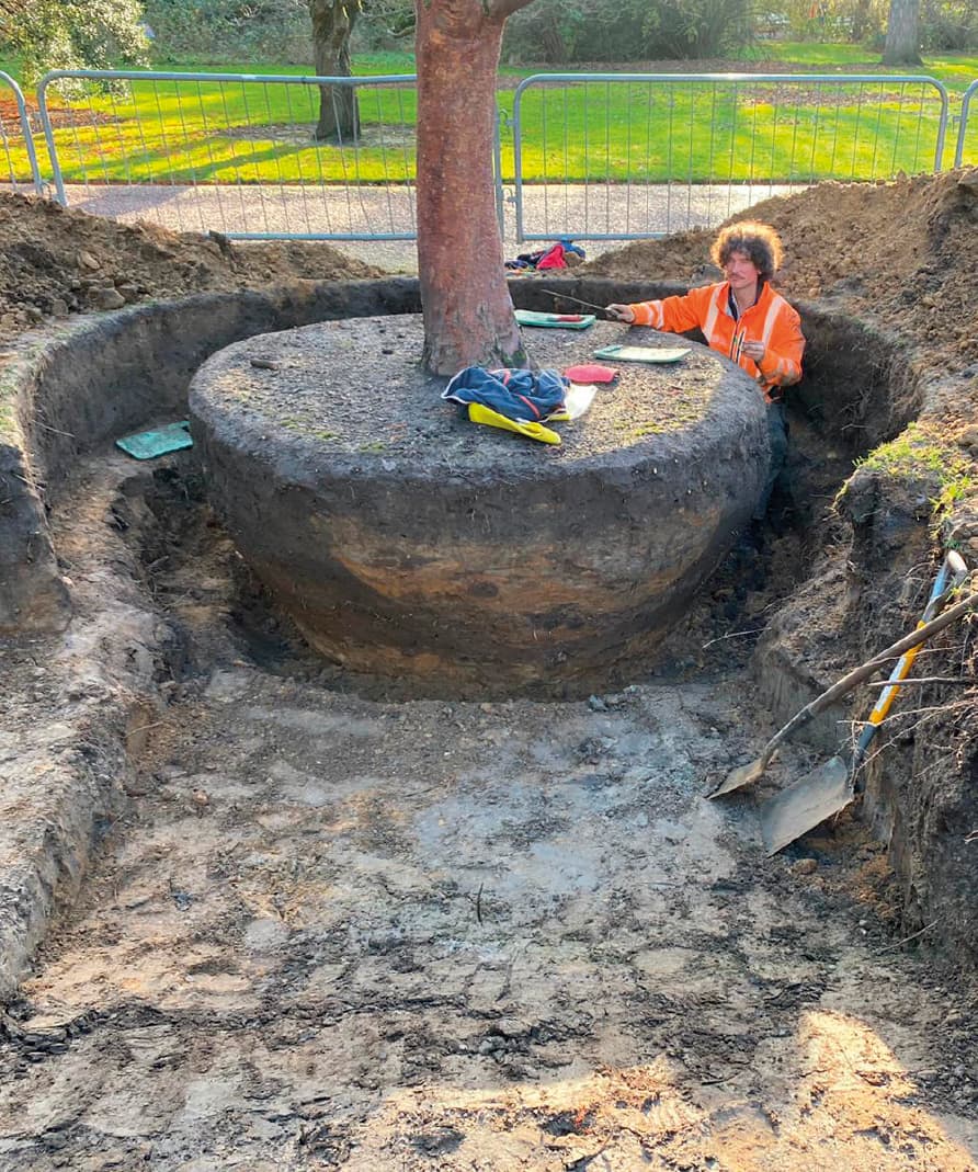 Acer griseum being dug out and prepared