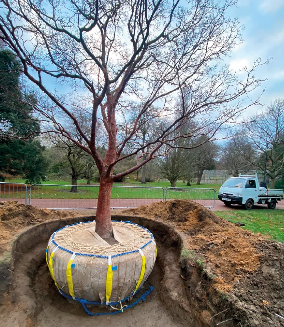 Acer griseum prepared and strapped for lifting operations