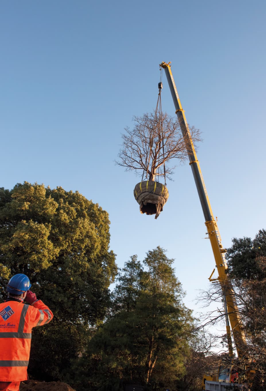 Acer griseum up, up and away at the Royal Botanic Gardens Edinburgh