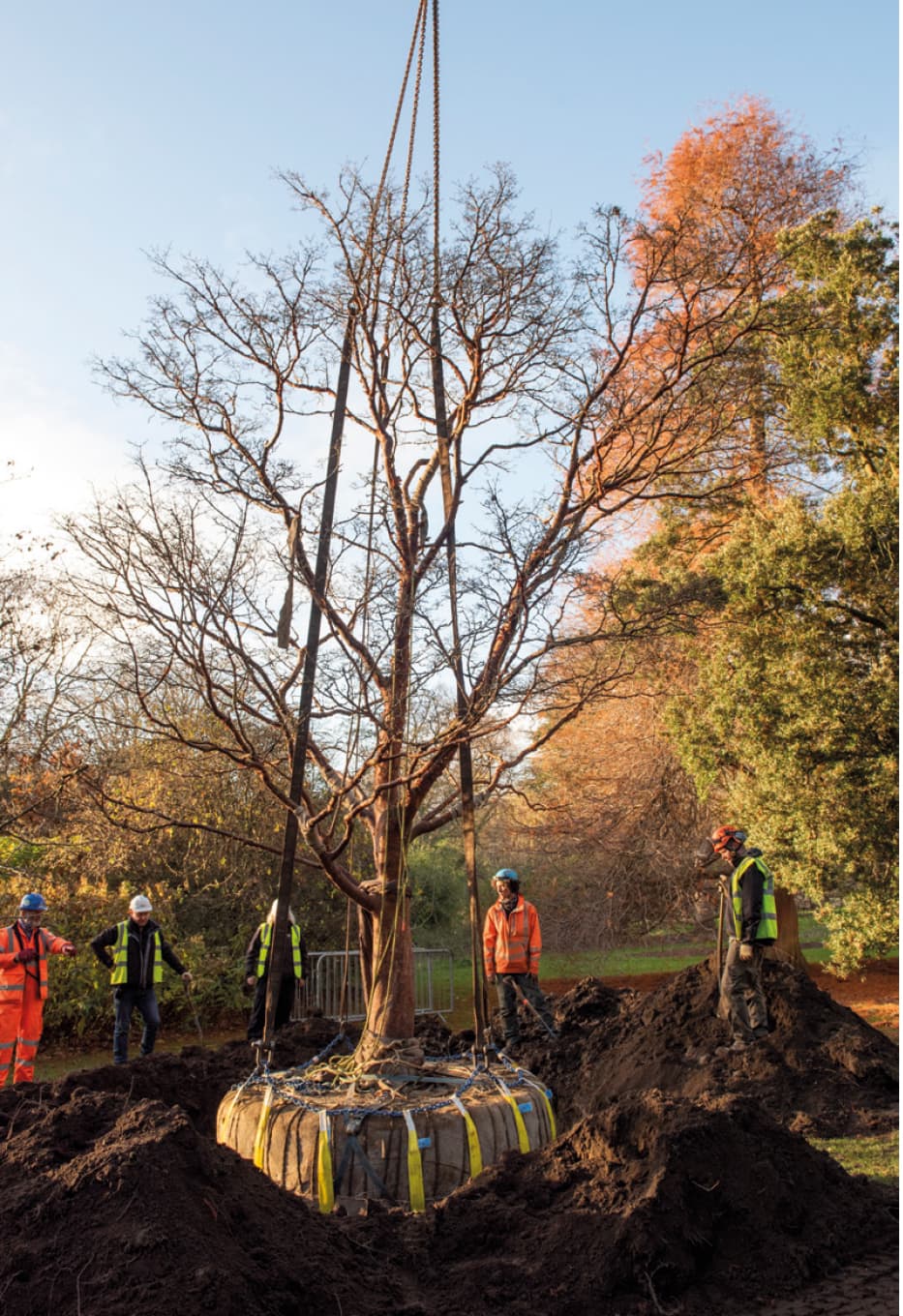 Acer griseum lands at its new location within the Royal Botanic Gardens Edinburgh