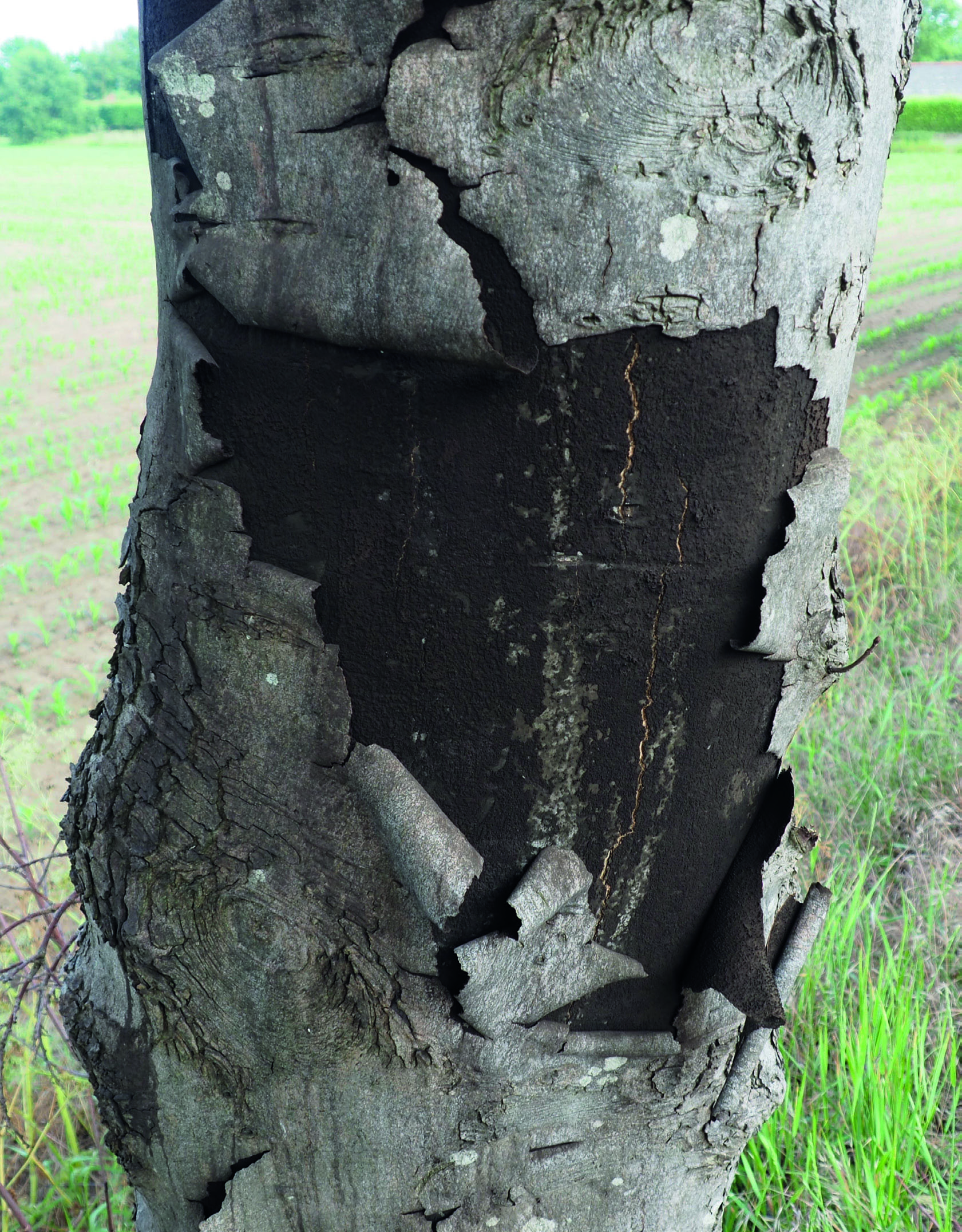 Figure 1. A sooty bark disease spore factory that has just exploded. (© Henry Kuppen)