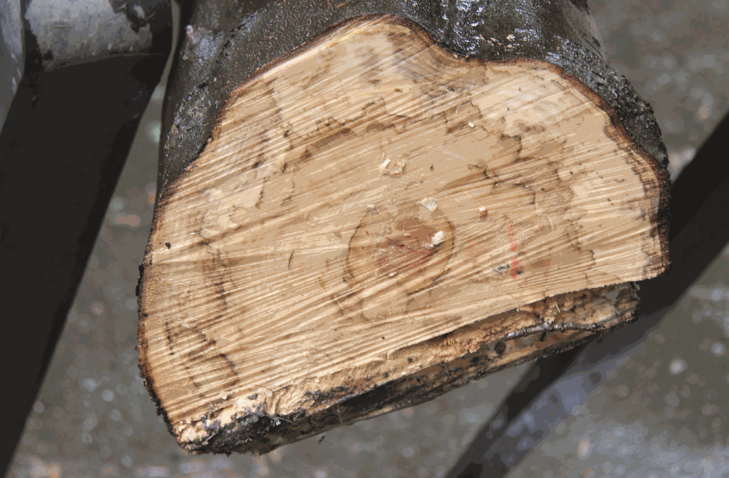 Figure 6. Brown-green discolouration in wood caused by sooty bark disease. (© Henry Kuppen)