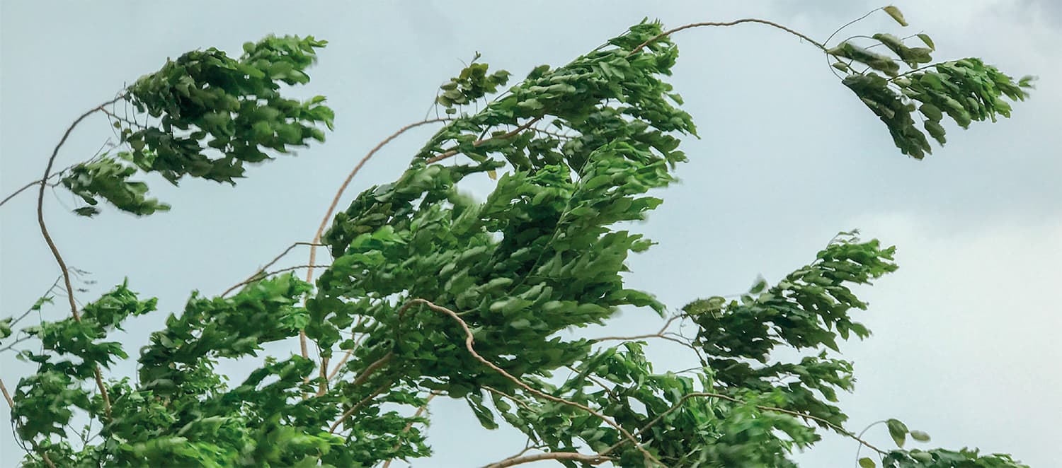 High winds can signal anxious times for those responsible for tree safety