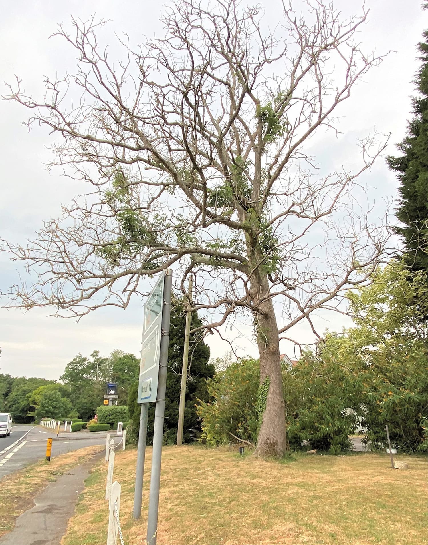 This ash tree has severe ash dieback
disease