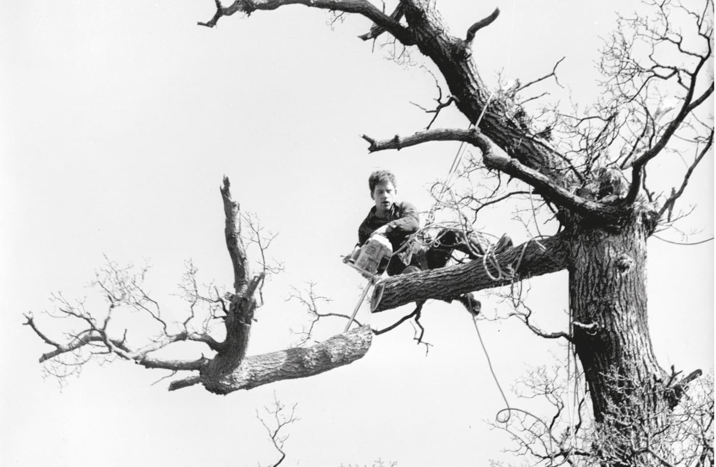 Henry working on the Great Oak of Eardisley in Herefordshire in 1968.
