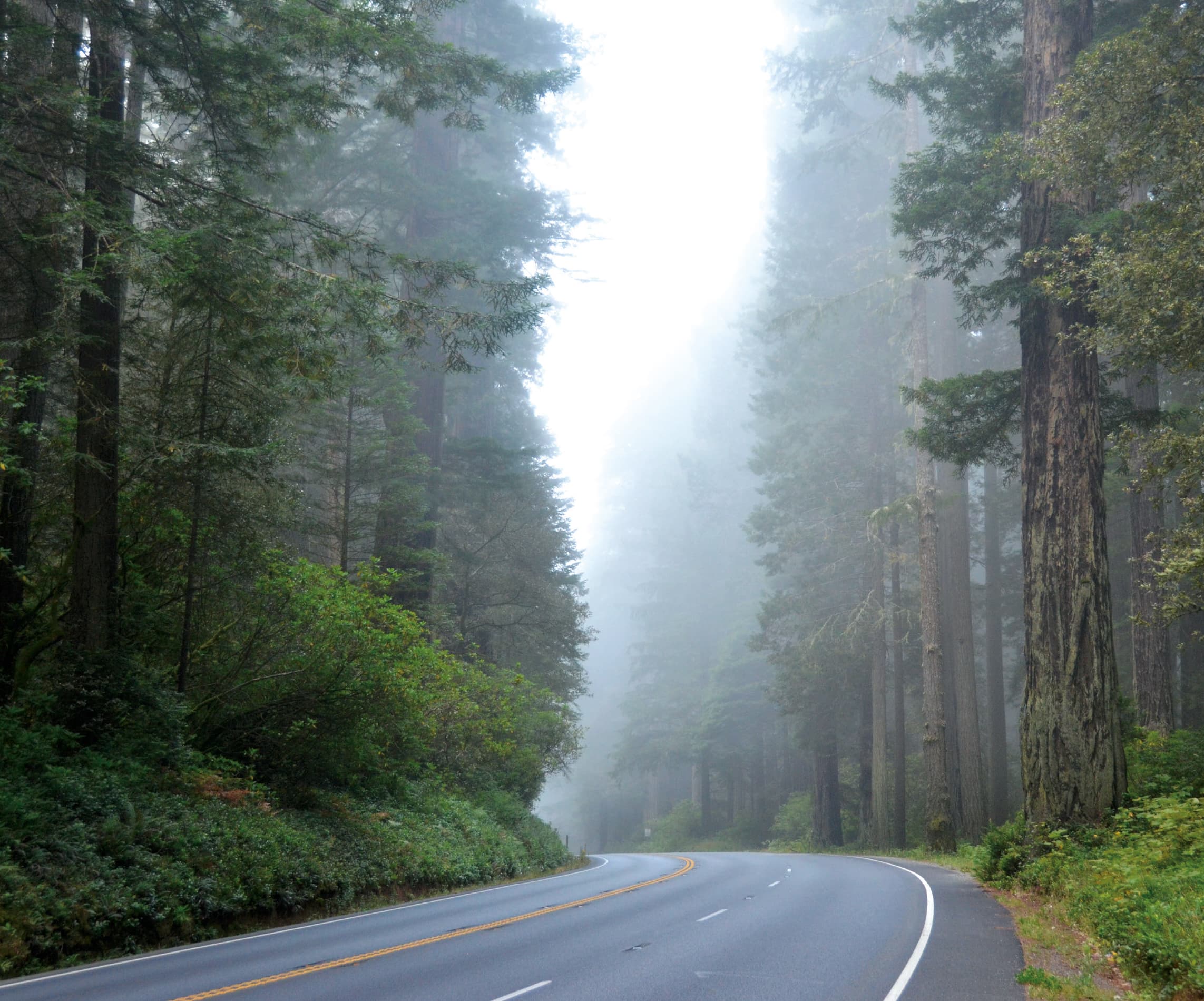 The western hemlock