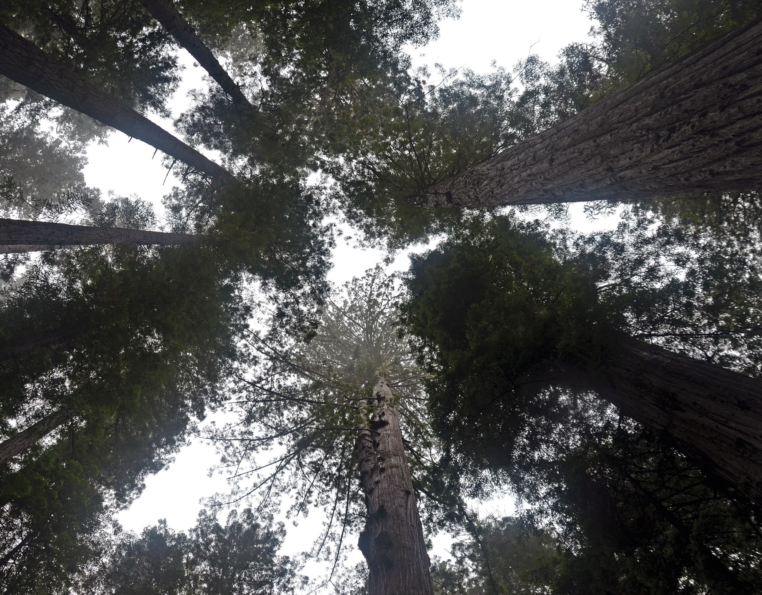 The western hemlock