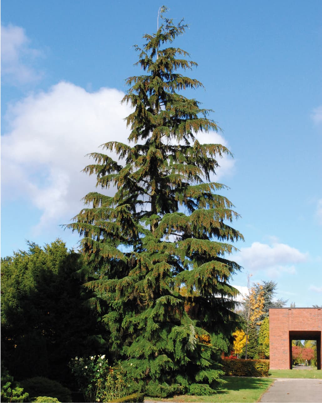 The western hemlock