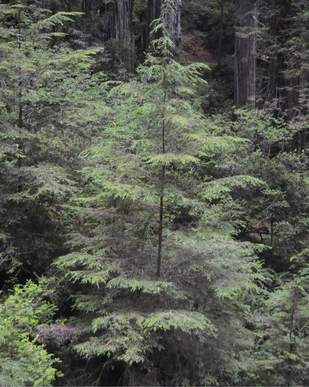 The western hemlock